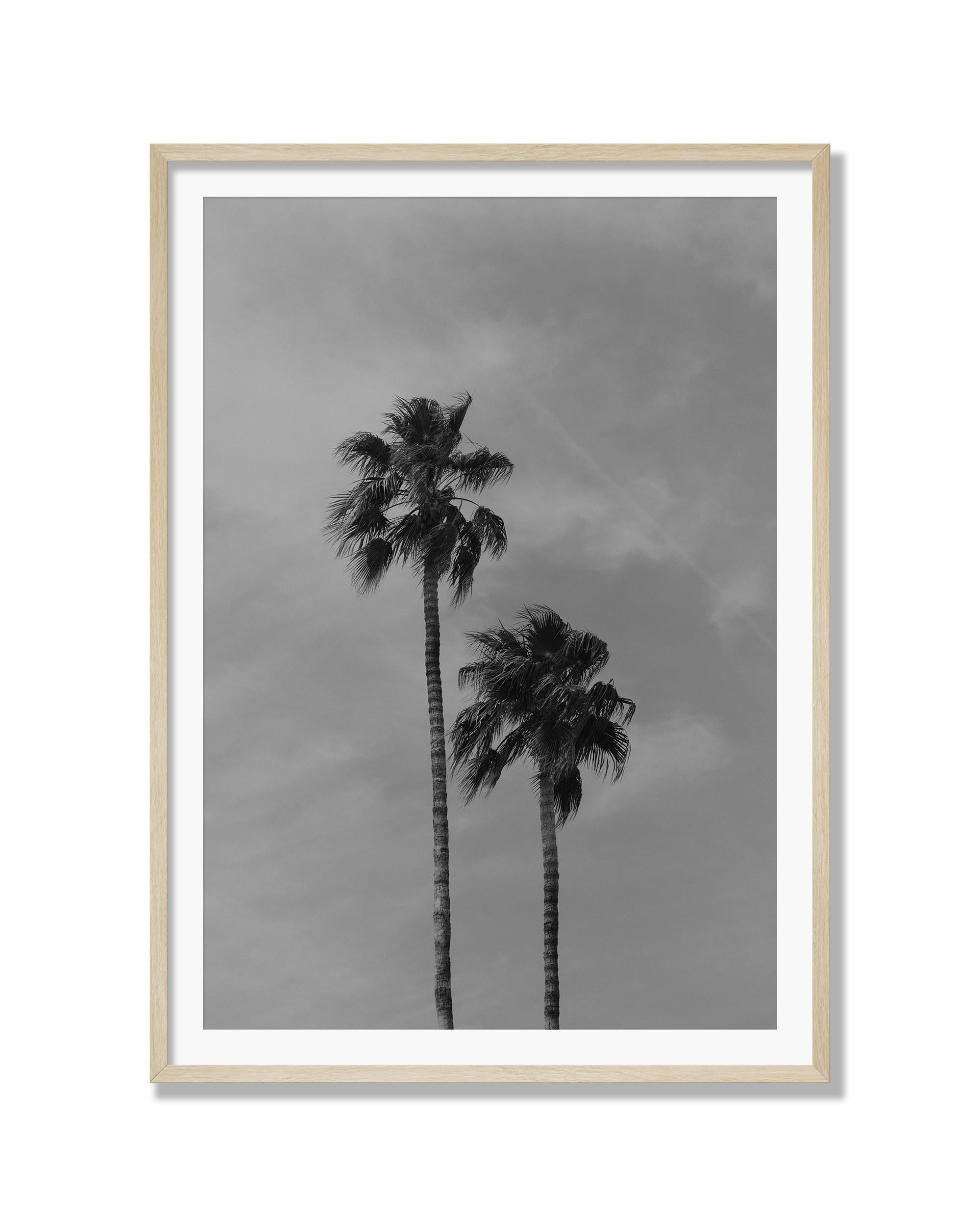Palms